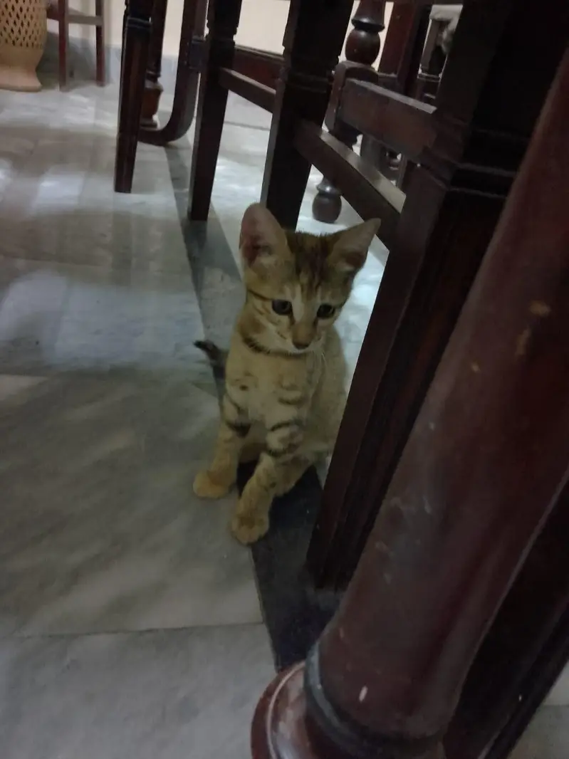 kittens — photo 10