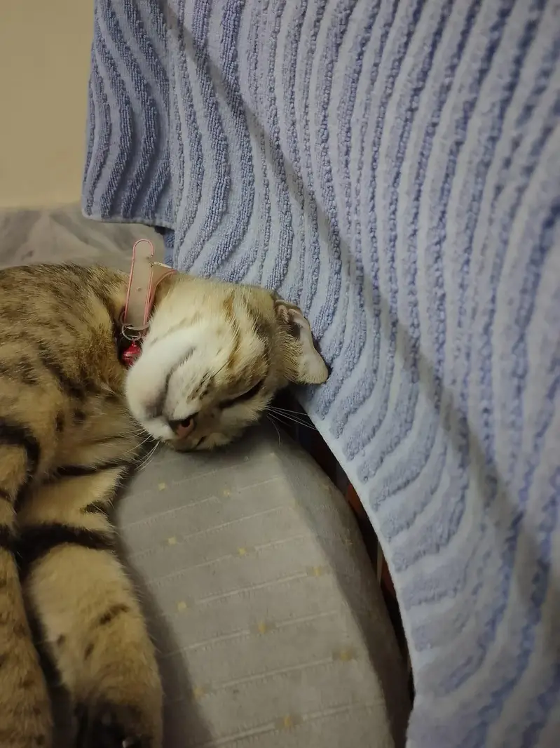 kittens — photo 11