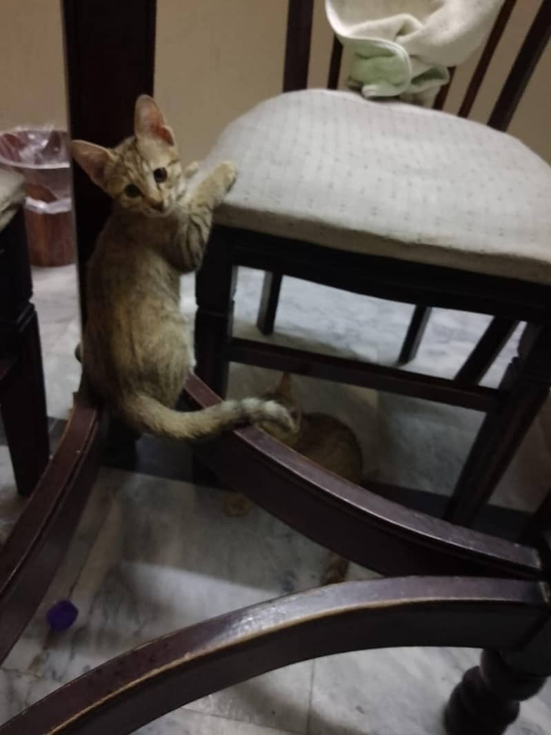 kittens 6