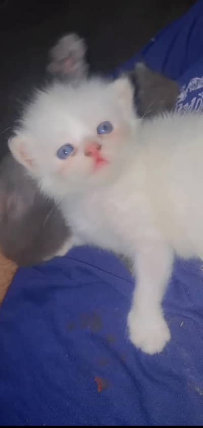 Persian Punch Face Cat Baby's For Sale 0305.4364606