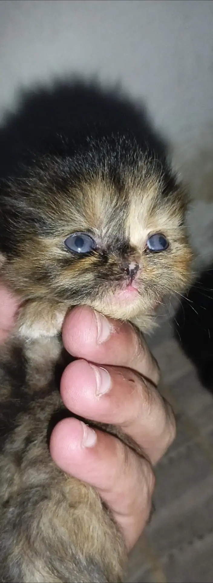 Persian Punch Face Cat Baby's For Sale 0305.4364606 — photo 2
