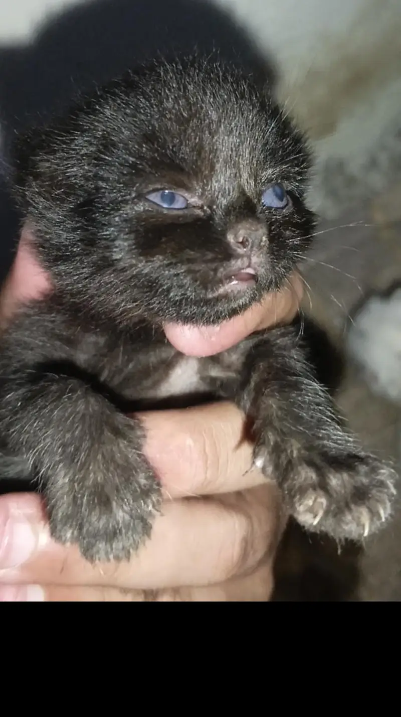 Persian Punch Face Cat Baby's For Sale 0305.4364606 — photo 3