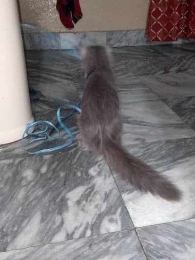 percian cat