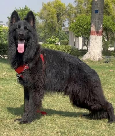 pink Pedigree imported black Shepherd confirm stud mail
