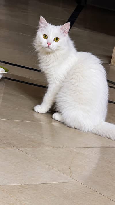 Persian cat for sale