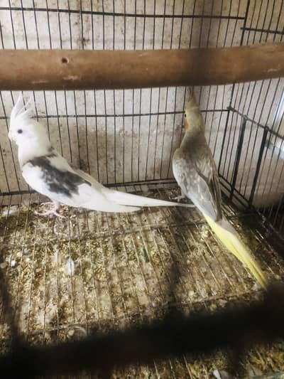 Cocktail pair and extra female