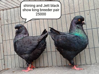 fancy pigeon | kabutar| Jacobin|  frillback saddle | amarican fantail|