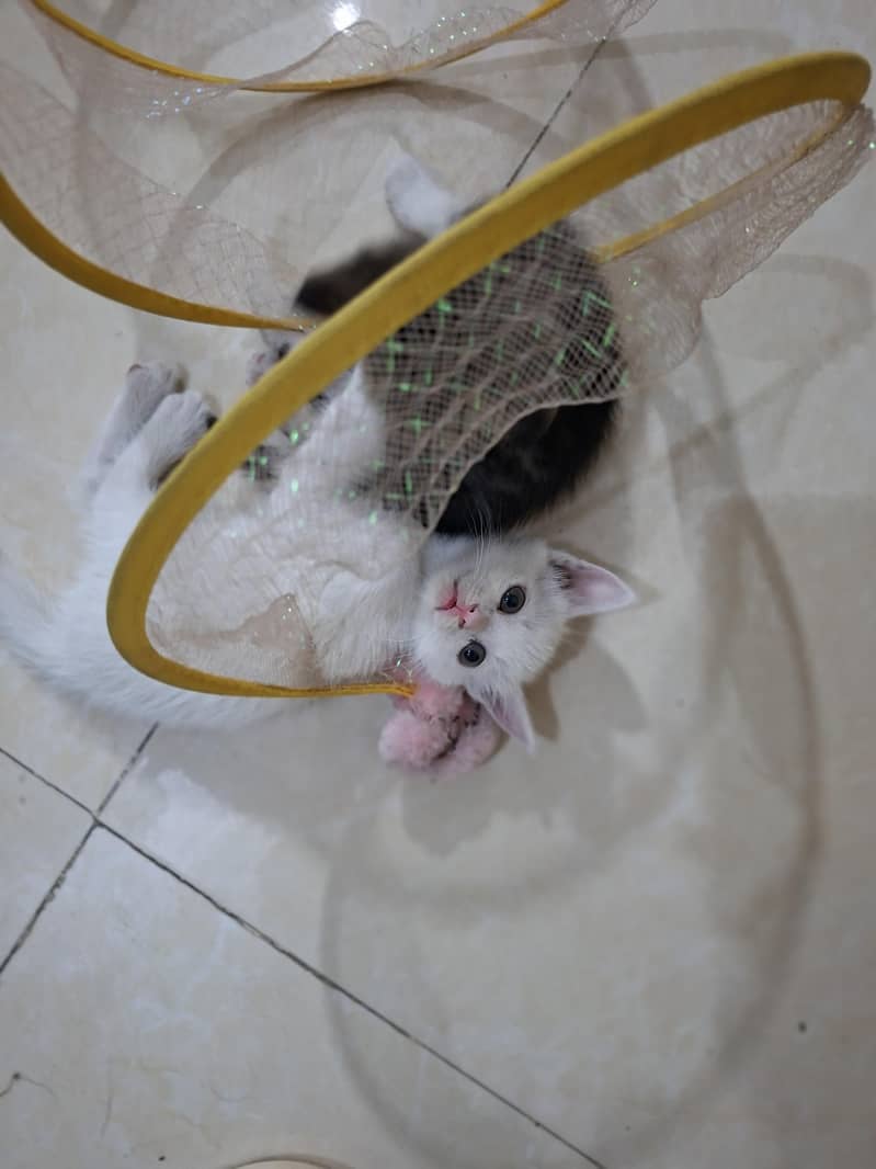 persian kittens 0