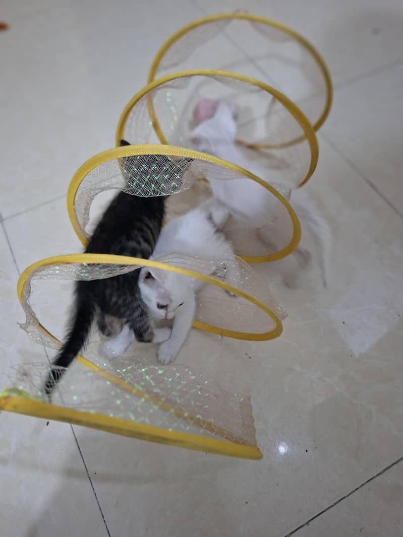 persian kittens 1