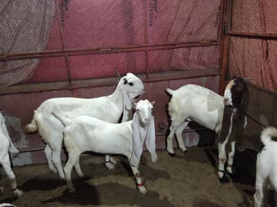 gulabi beauties for sele
