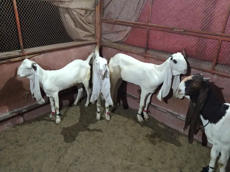 gulabi beauties for sele — photo 3