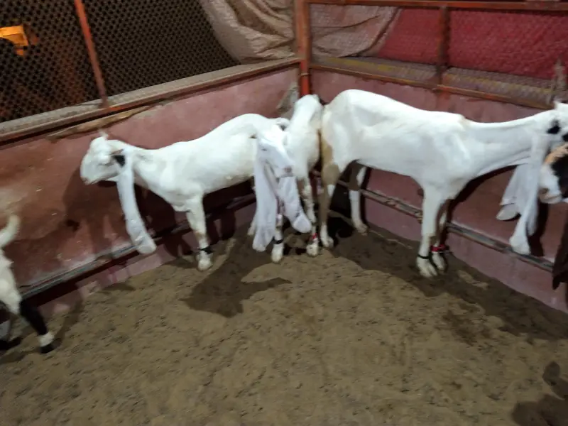gulabi beauties for sele — photo 5