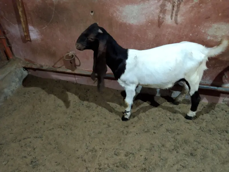 gulabi beauties for sele — photo 12
