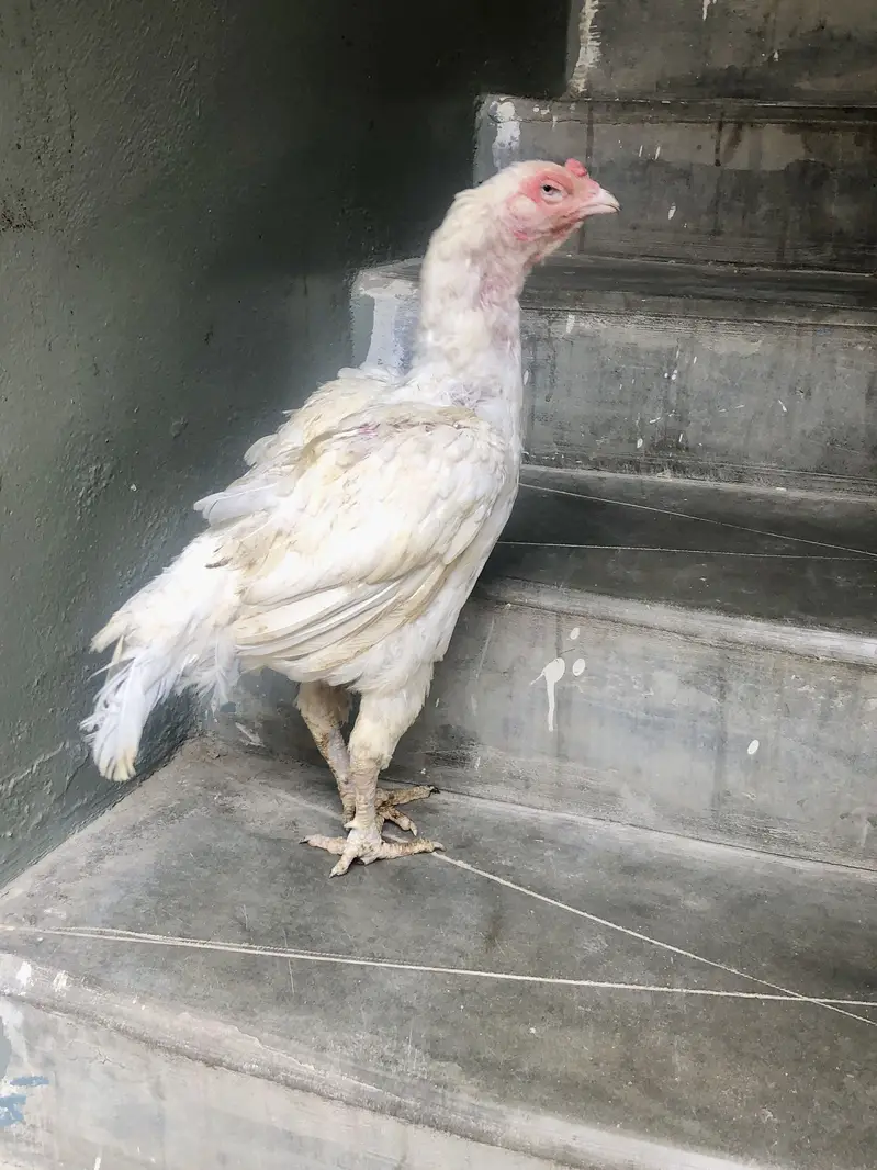 Heera aseel madi mianwali — photo 4