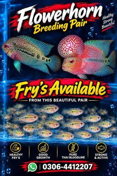 flowerhorn fry's for sale high quality frys