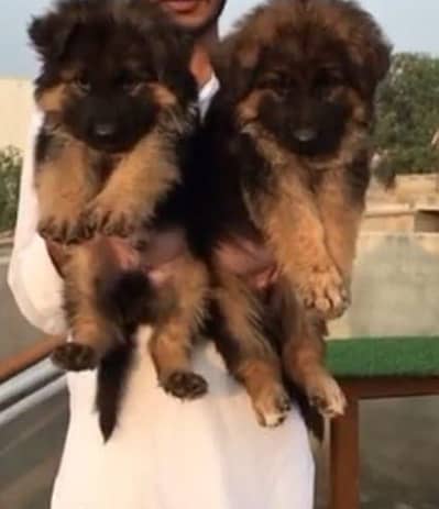 German Shepherd Puppy 03272663269 Whatsapp
