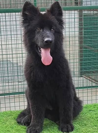 German Shepherd Puppy 03272663269 Whatsapp