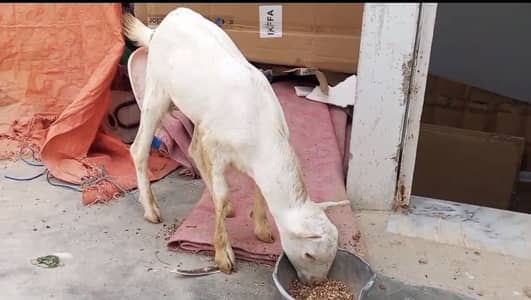 Pointed male tedda for sale