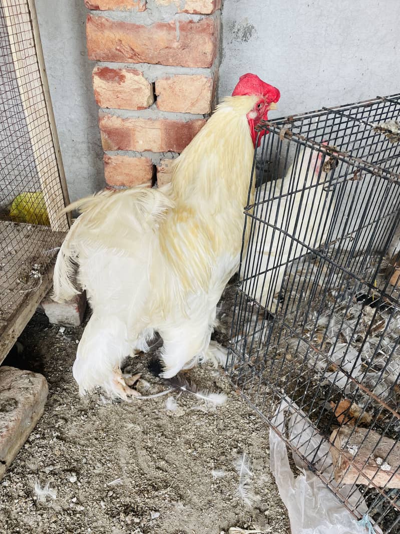 White Buff hens 0