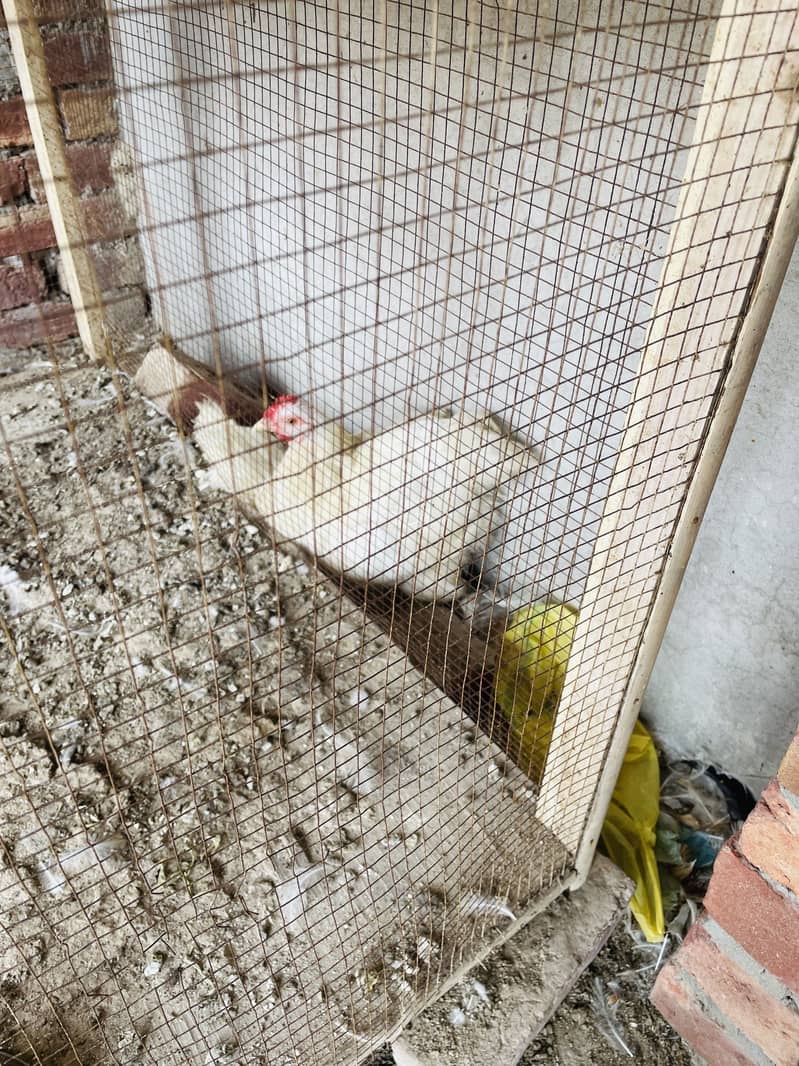White Buff hens 1