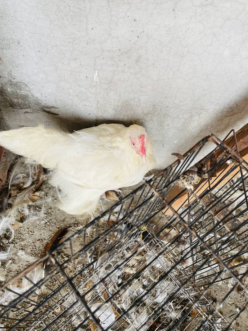 White Buff hens 2
