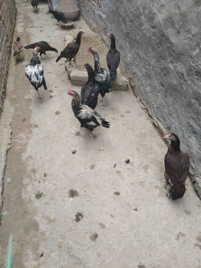 Desi Murghiyan Farokht Ke Liye Dastiyab