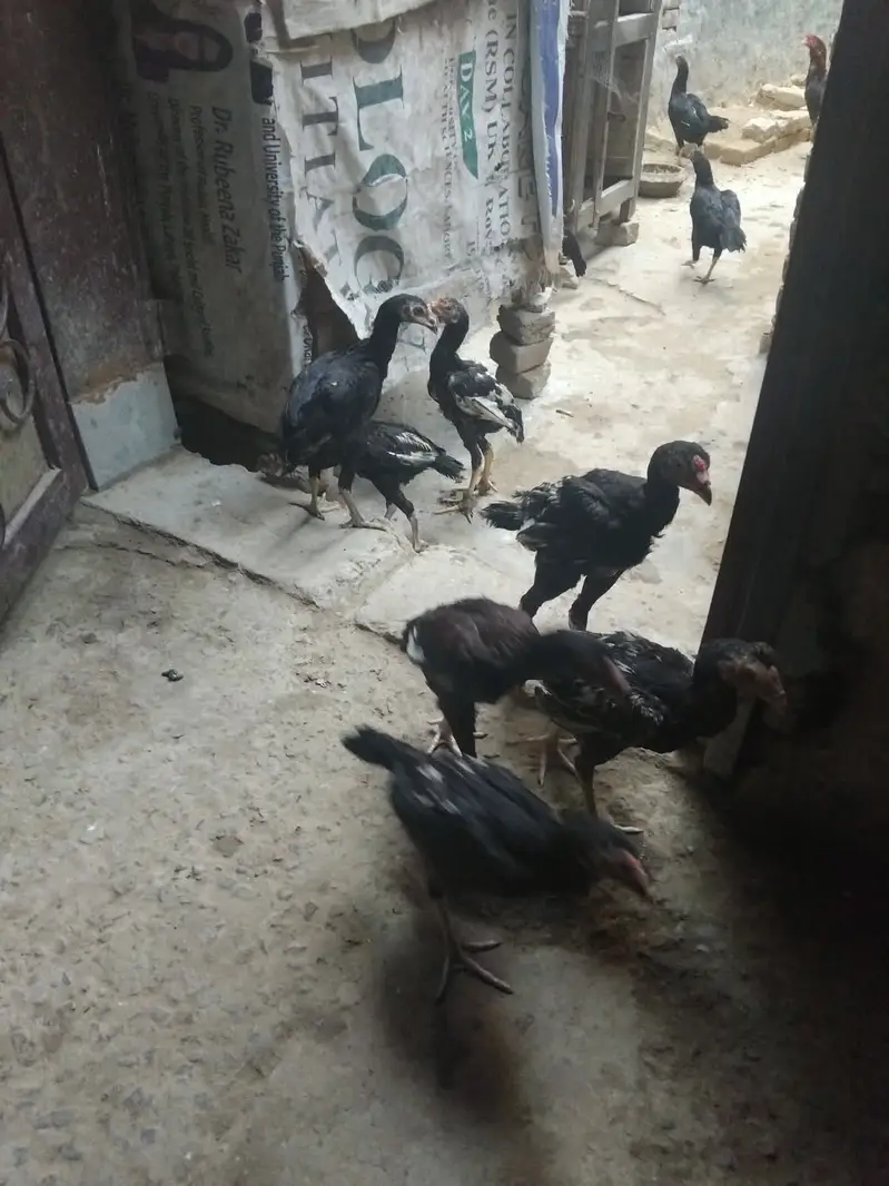 Desi Murghiyan Farokht Ke Liye Dastiyab — photo 2