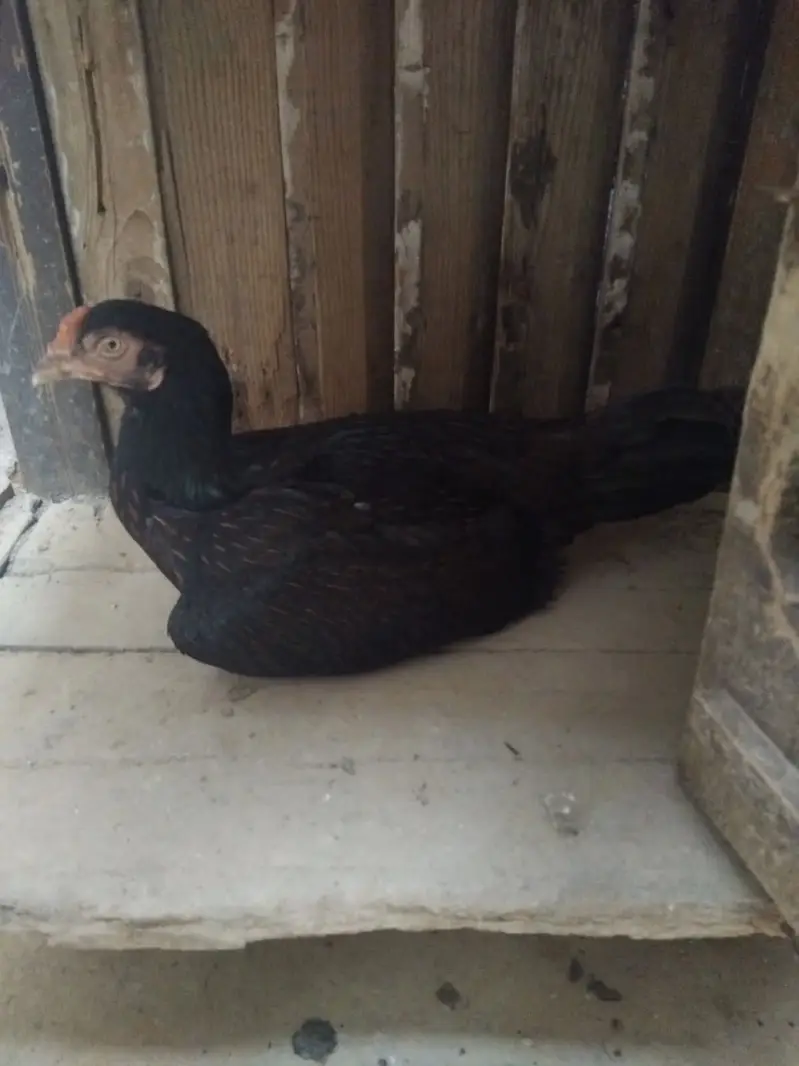 Desi Murghiyan Farokht Ke Liye Dastiyab — photo 3