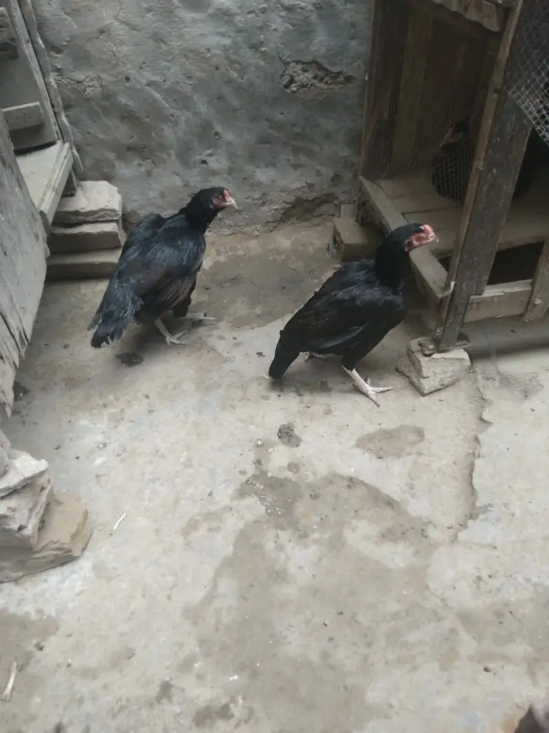 Desi Murghiyan Farokht Ke Liye Dastiyab — photo 4
