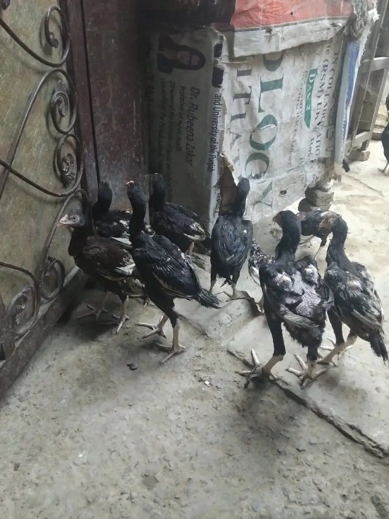 Desi Murghiyan Farokht Ke Liye Dastiyab — photo 5