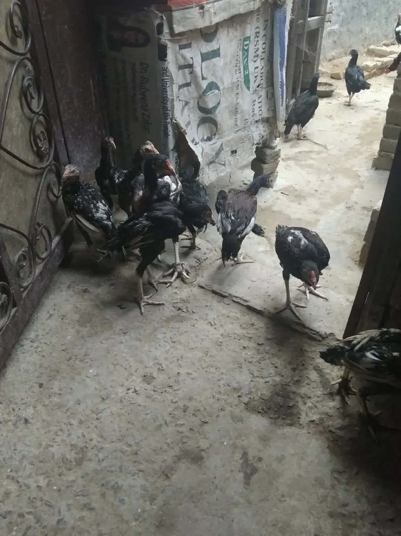 Desi Murghiyan Farokht Ke Liye Dastiyab — photo 6