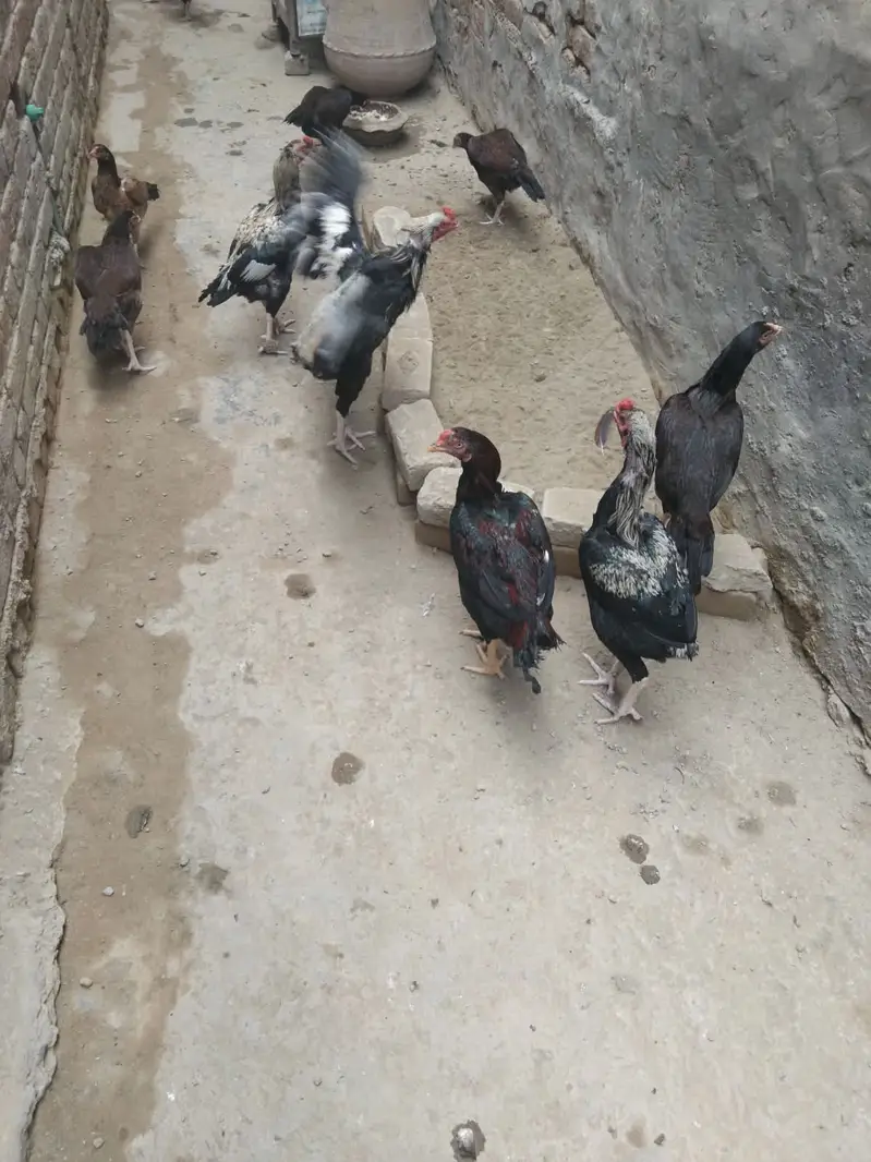 Desi Murghiyan Farokht Ke Liye Dastiyab — photo 7