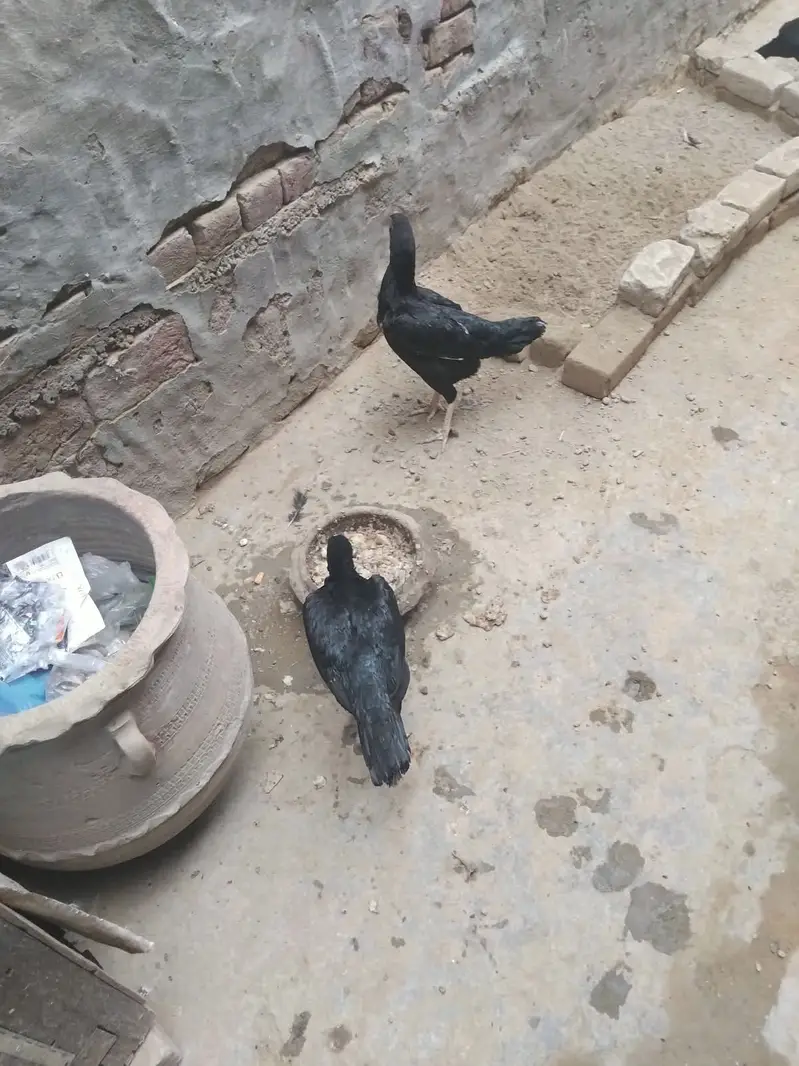 Desi Murghiyan Farokht Ke Liye Dastiyab — photo 8