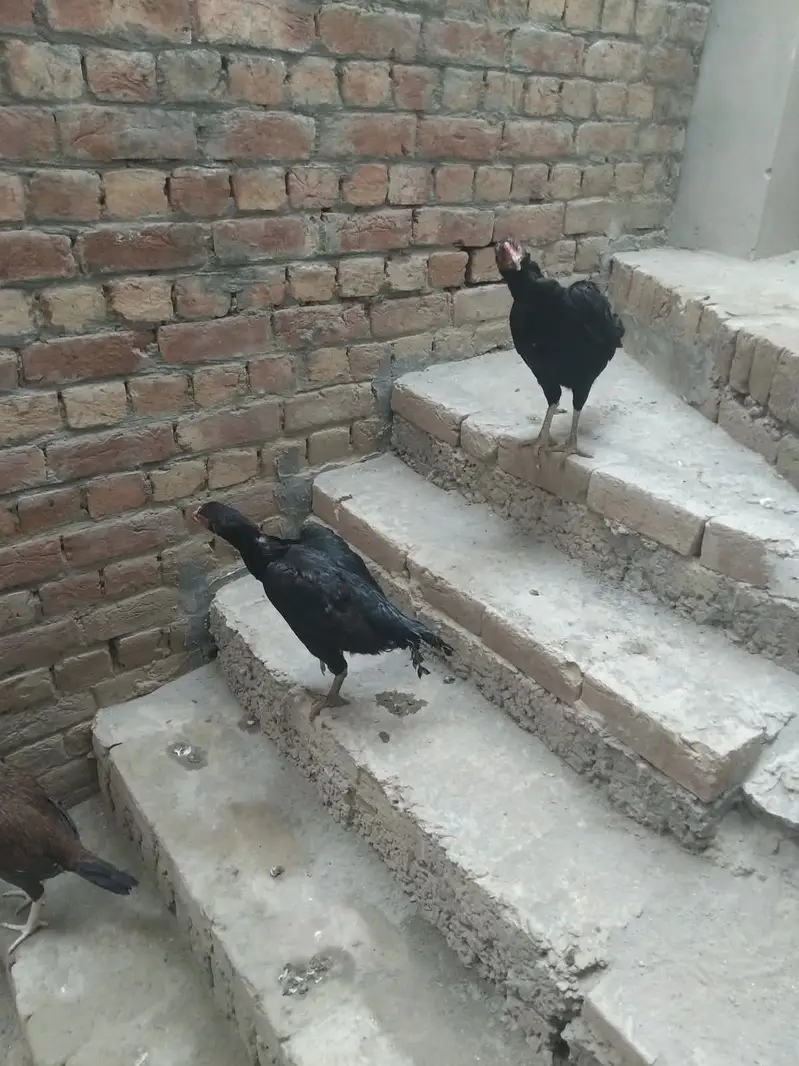 Desi Murghiyan Farokht Ke Liye Dastiyab — photo 9
