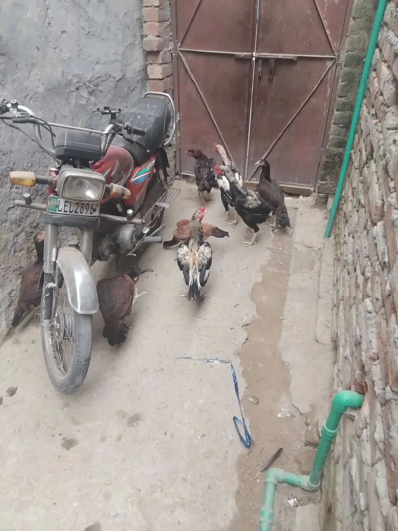 Desi Murghiyan Farokht Ke Liye Dastiyab — photo 10