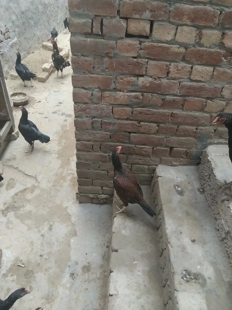 Desi Murghiyan Farokht Ke Liye Dastiyab — photo 11
