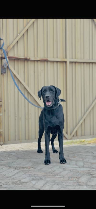 British Labrador dog