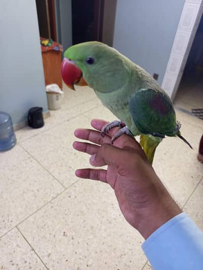raw parrot