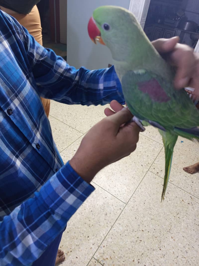 raw parrot 1