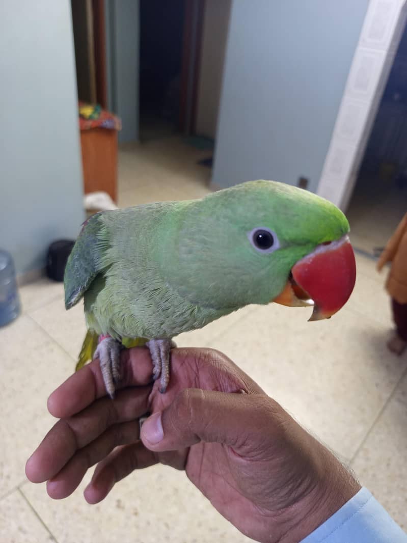 raw parrot 2