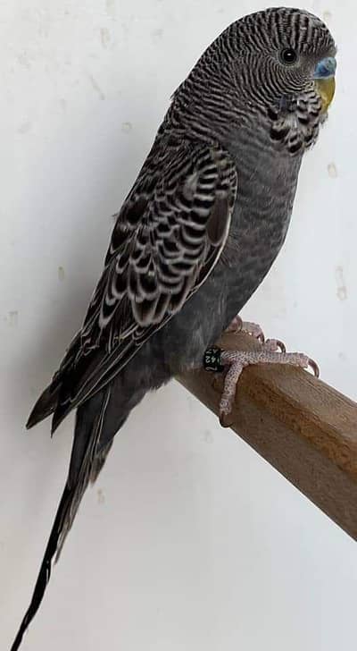 Gray Black Face Bajgri Parrots