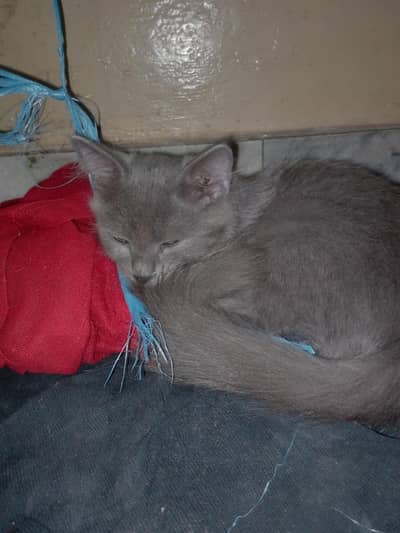 percian cat grey clr