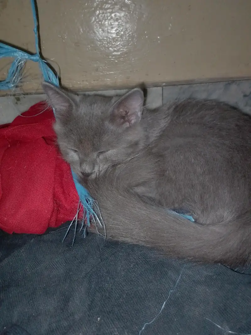 percian cat grey clr — photo 2