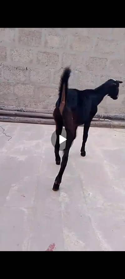 khshi bakra h barbari tadi gahr ka bacha h bane wali cahiz h