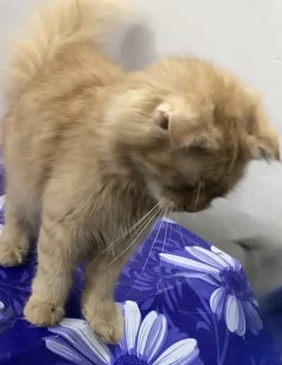 Scottish fold cat