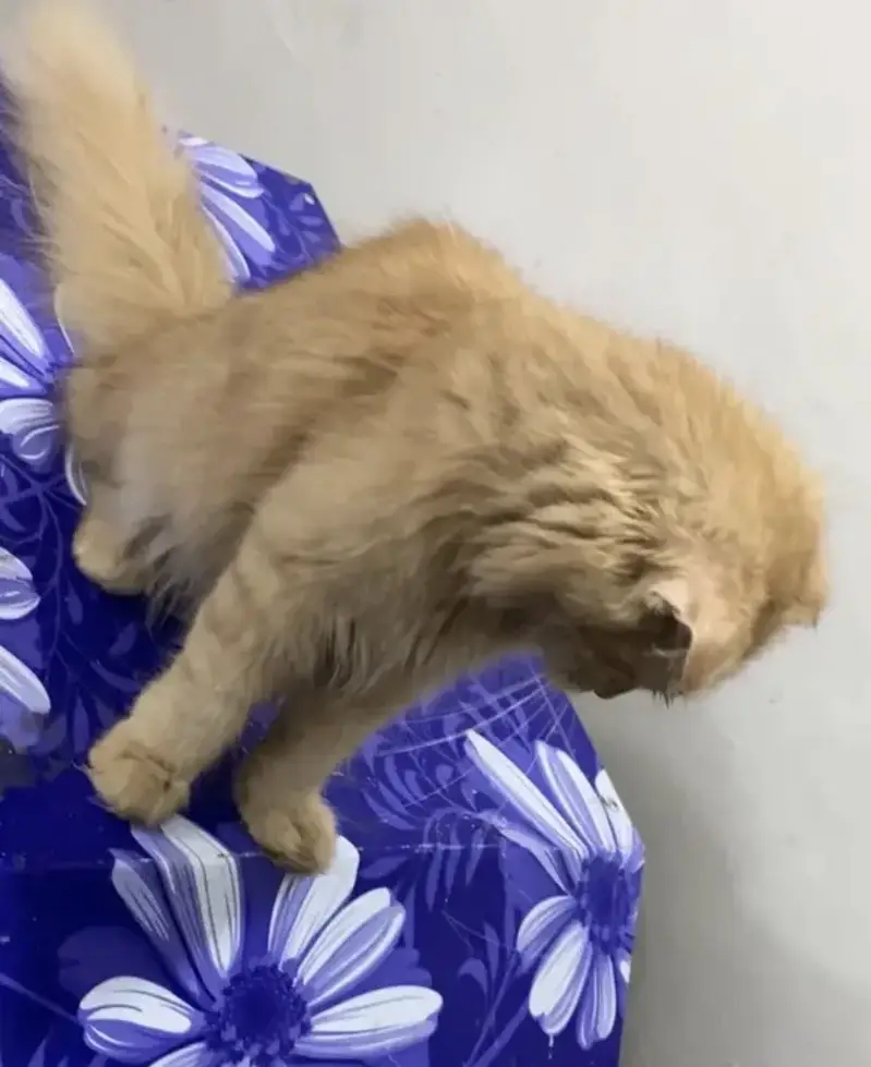 Scottish fold cat — photo 3