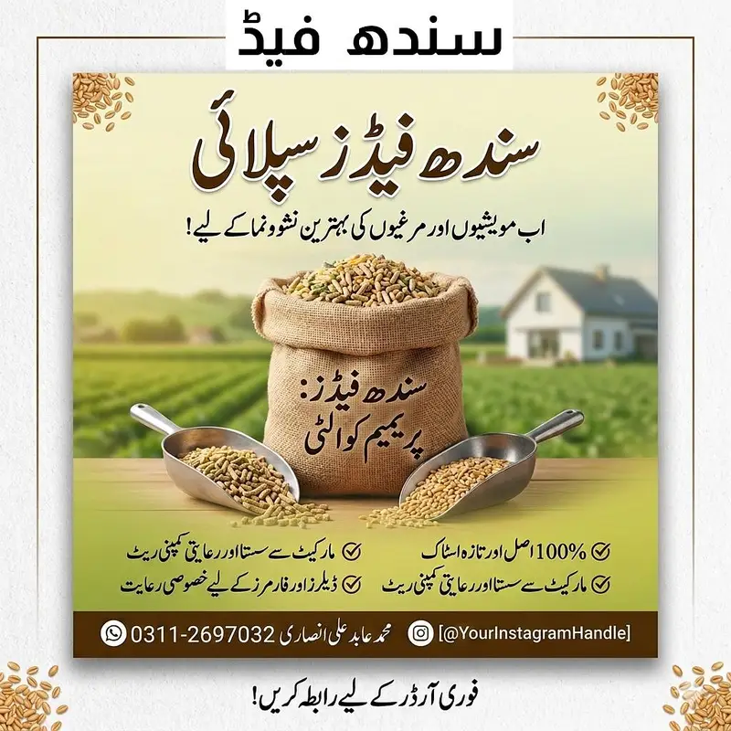 sindh feed — photo 2