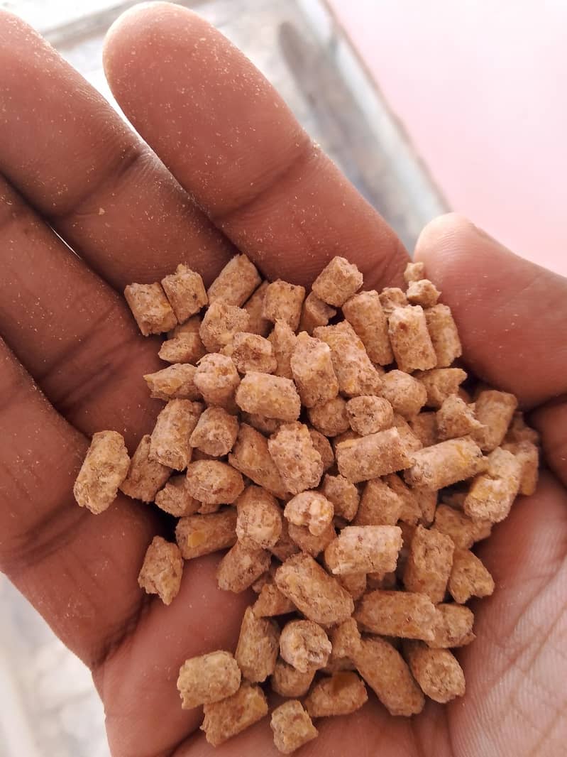 sindh feed 5