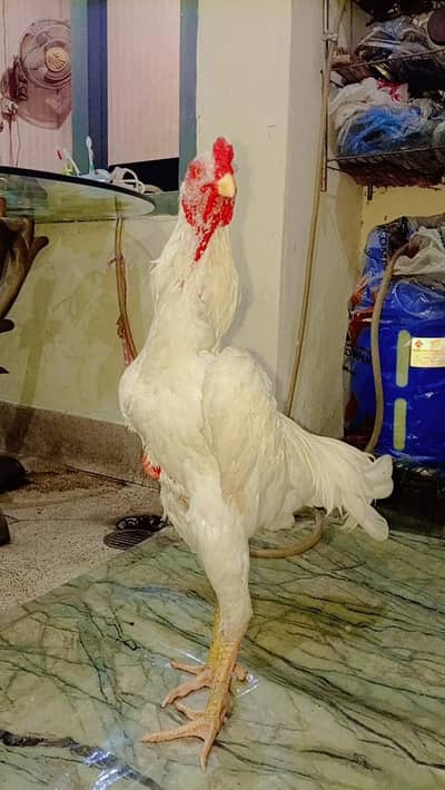 Aseel Shamo Male heera female Mianwali Female chikes 03244632917