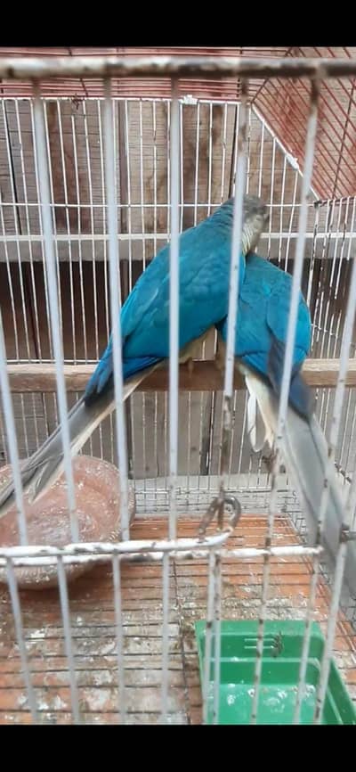 olive ringneck pair/ Blue or pineapple conure / cremino female